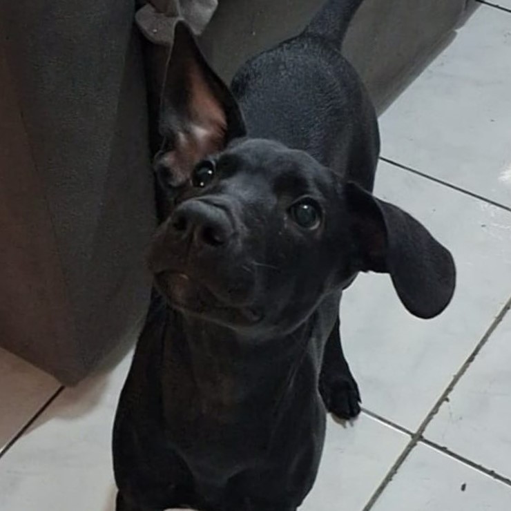 Foto do Polo